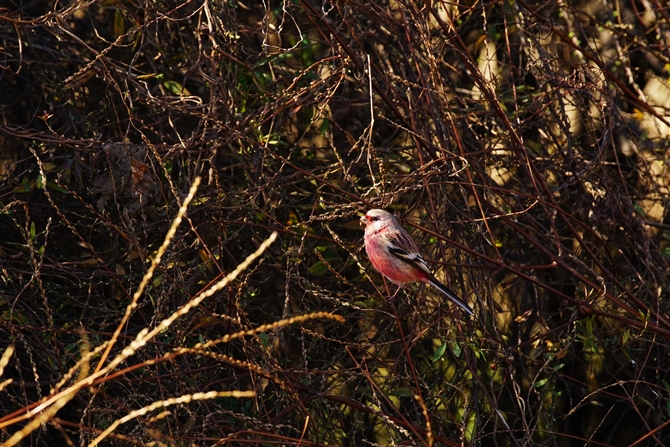 xj}VR,Long-tailed Rosefinch